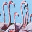 Flamingo Watching ll Detail 32 x 32 in Acrylic Ingrid Manzione