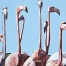 FlamingoWatching I Acrylic 32x32 Ingrid Manzione